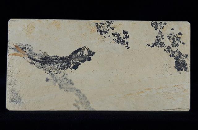 Leptolepides sprattiformis (BLAINVILLE 1818) - Bild &copy; FossNet FossilienStore